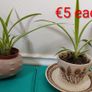 Spider plants Image 3
