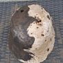 Vickers Irish Army M27 Steel Helmet Image 10