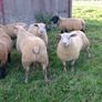 Charollais Suffolk texel and Dutch spotted rams Image 7