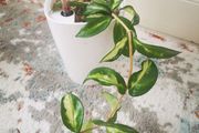 Hoya Carnosa 'Marlea'
