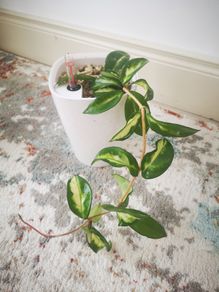 Hoya Carnosa 'Marlea'