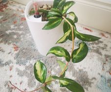 Hoya Carnosa 'Marlea'