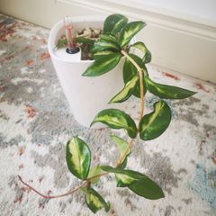 Hoya Carnosa 'Marlea'