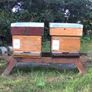 4 Beehives & Bees with ALL equipment Image 2