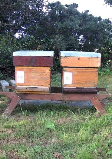 4 Beehives & Bees with ALL equipment