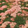 plant Image 2