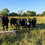 Five 5 Star Heifers Image 4
