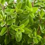 (M) Marjoram seeds 0.5g Image 2
