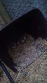 hatching quail eggs