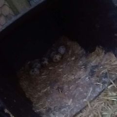 hatching quail eggs