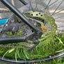 Focus Ariba Men's hybrid style mountain bike Image 5