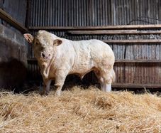 Charolais bull
