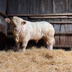 Charolais bull