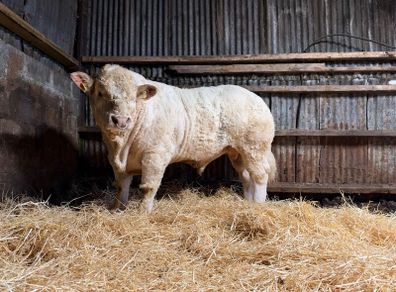 Charolais bull