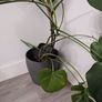 Monstera Image 2