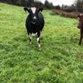 Fr heifer in calf Image 4