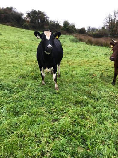 Fr heifer in calf