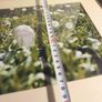 John lennon framed print watching the grass grow NIC 2010 limited edition 3 /500 42.5 x 33 cm. Image 6