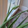 Aloe vera Image 3