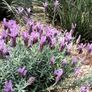 (L) Lavender Stoechas Little Bee seeds 0.1g (432073) Image 3
