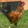rooster free Image 2