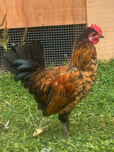 rooster free