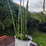 plant Image 5