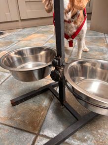 Dog feeding Stayion