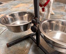 Dog feeding Stayion