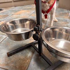 Dog feeding Stayion
