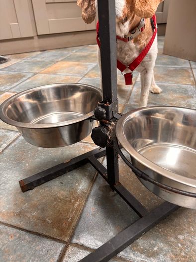 Dog feeding Stayion