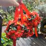 5 x Vintage Christmas Ponsettia Decorations Image 2