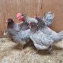 Point of lay pullets/hens Image 5
