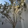 Olive Tree Image 4