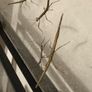 Stick insects for adoption Image 4