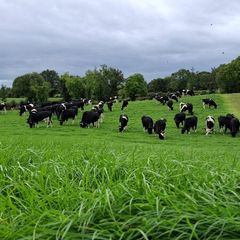 Contract rearing available