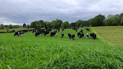 Contract rearing available