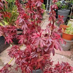 Japanese acer