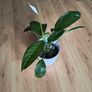 Peace Lily (Spathiphyllum) Image 3