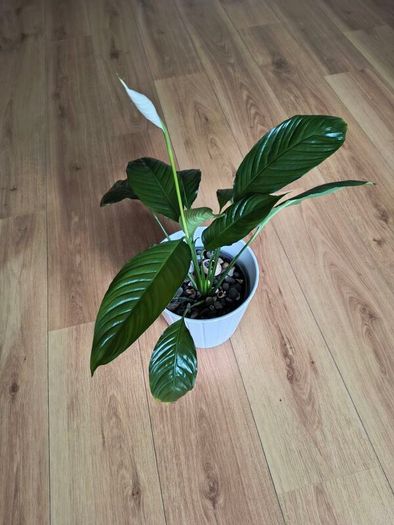 Peace Lily (Spathiphyllum)