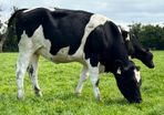In Calf Heifers