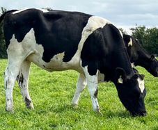 In Calf Heifers