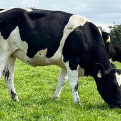 In Calf Heifers