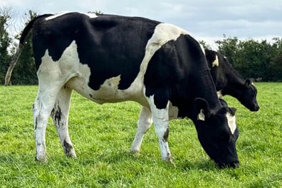 In Calf Heifers