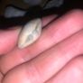 Fossil Collection : Clam fossils & Devils Toenail lot Image 5