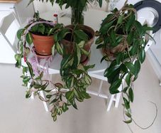 house plants