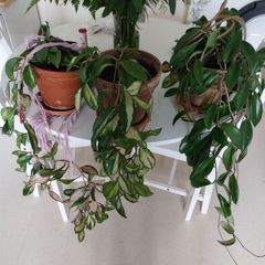 house plants