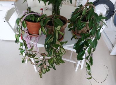 house plants