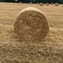 winter wheat straw, chopped 4x4 bale 23 Image 2