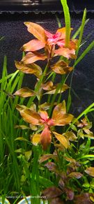 aquarium plants